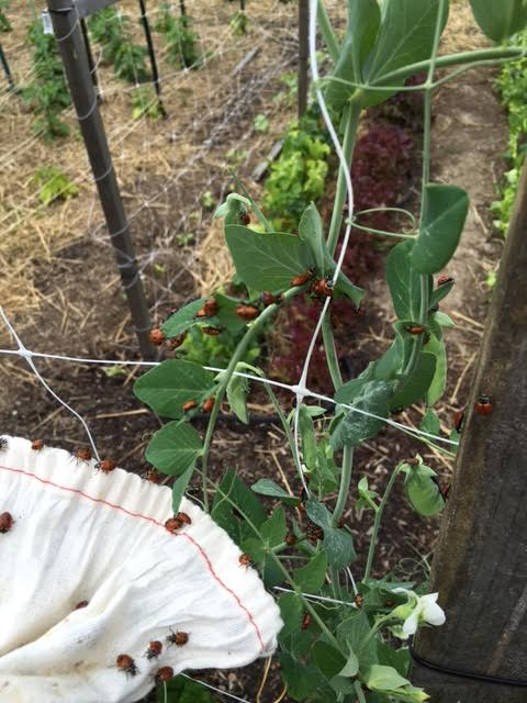 close up of lady bugs on tomato plant