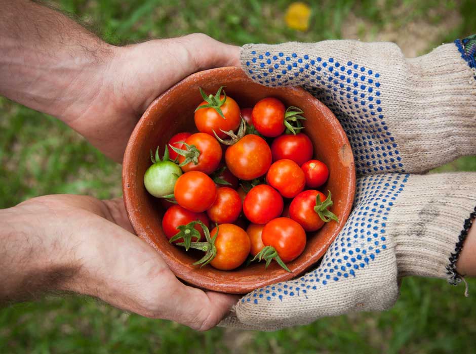 two people holding a bowl of fresh picked tomatoes
