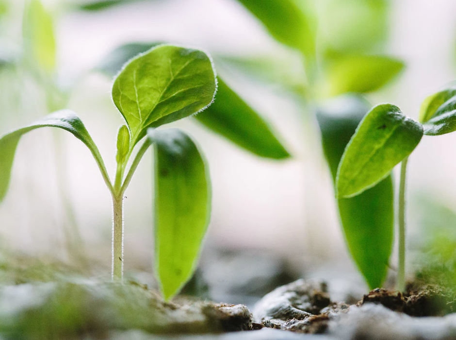 close up of plants with bright green leaves