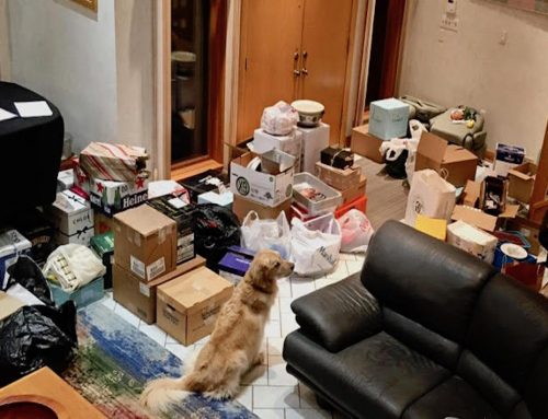 The Dog Stays Home!